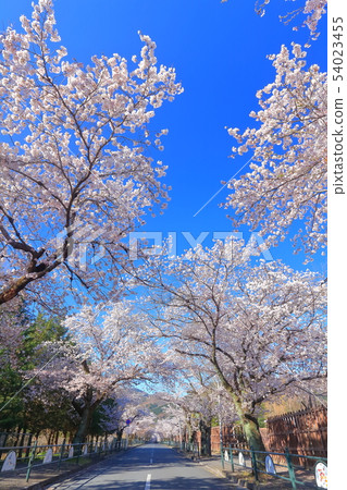 [Saitama Prefecture] Nagamine cherry tunnel 54023455