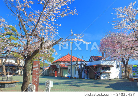 [Saitama Prefecture] Nagasu Station in full bloom 54023457