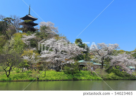 [Kanagawa Prefecture] Triple tower and full bloom cherry blossoms of Sanjoen 54023465