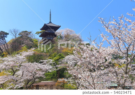 [Kanagawa Prefecture] Triple tower and full bloom cherry blossoms of Sanjoen 54023471