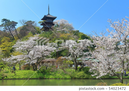 [神奈川縣] Sanjoen的三塔和盛開的櫻花 54023472