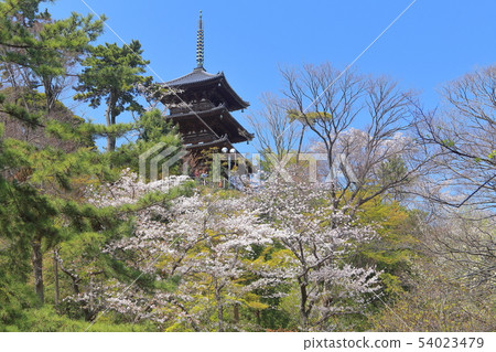 [Kanagawa Prefecture] Triple tower and full bloom cherry blossoms of Sanjoen 54023479