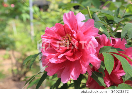 Miyama City Button Garden 54023872