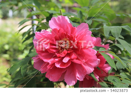 Miyama City Button Garden 54023873