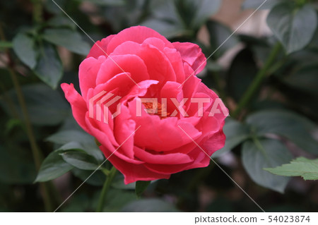 Miyama City Button Garden 54023874