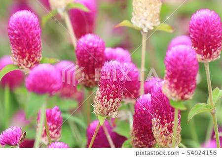 Round flower (100 days red) Round flower (100 days red) 54024156