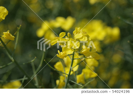 Brassica flower Brassica flower 54024196