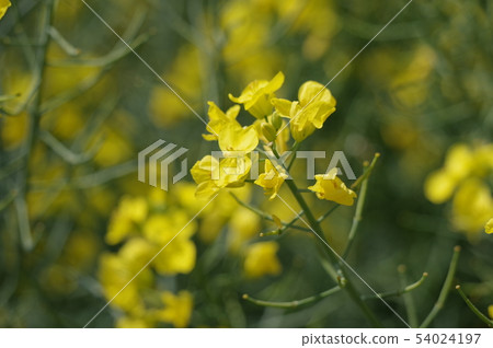 蕓苔花 蕓苔花 54024197