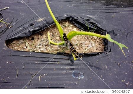 Stomach sprinkling taro pest Stomach sprinkling taro pest 54024207