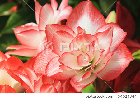 綻放的孤挺花 綻放的孤挺花 54024344