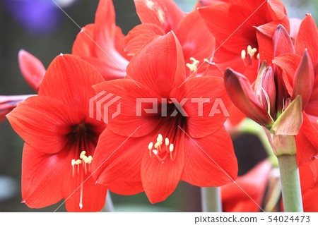 綻放的紅色孤挺花 綻放的紅色孤挺花 54024473