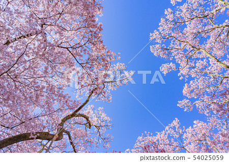 在長野縣高田喬希公園伊那市的櫻花 照片素材 圖片 圖庫