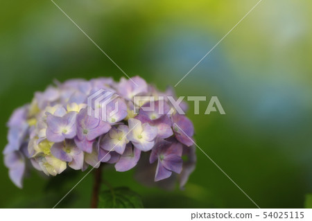 Glittering light purple hydrangea 54025115
