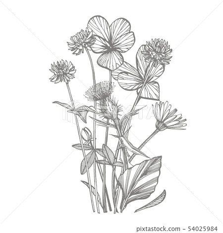 Pansy and Clover or daisy flower. Botanical illustration. Good for cosmetics, medicine, treating Pansy and Clover or daisy flower. Botanical illustration. Good for cosmetics, medicine, treating 54025984