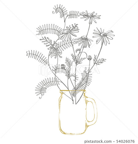 Branch of wild plant Vicia cracca. Tufted Vetch or Vicia cracca, vintage engraved illustration 54026076