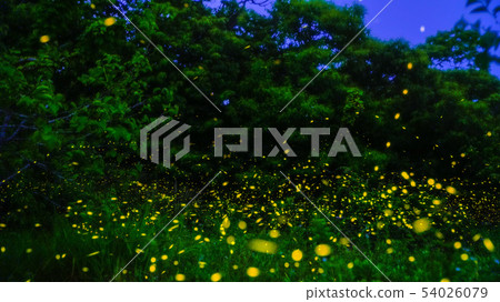 蛾螢火蟲 54026079