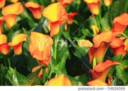 綻放的海芋(馬蹄蓮) 綻放的海芋(馬蹄蓮) 54026569