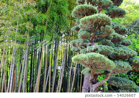 Pine tree with bamboo grove at the back 54026607