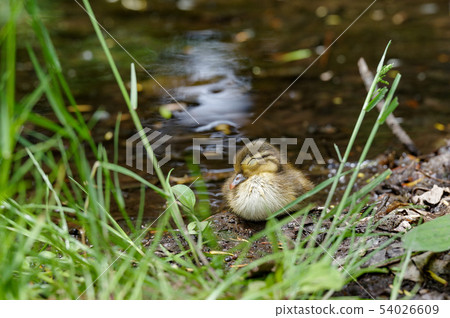 Oshidori's chick Oshidori's chick 54026609