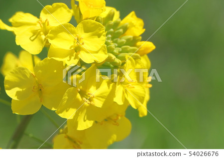 強姦開花 54026676