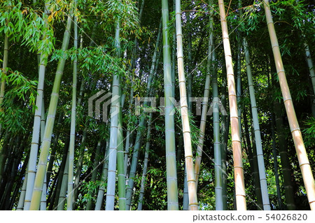  Bamboo grove 54026820
