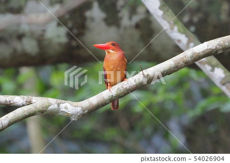 Ryukyu Aka Shobin Ending on a Branch at Iriomote Island 54026904