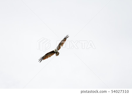 Red eagle fly on the sky in nature at thailand 54027310