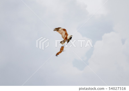 Red eagle fly on the sky in nature at thailand 54027316