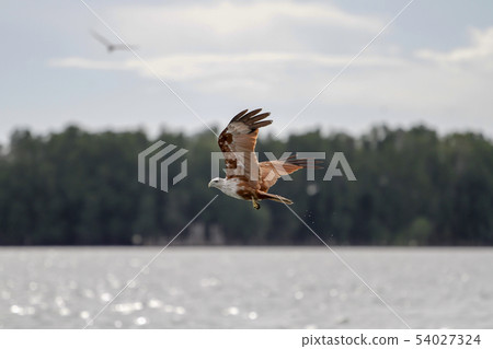Red eagle fly on the sky in nature at thailand 54027324