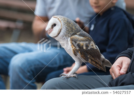 Cute barn owl, Tyto alba, with large eyes and face looks like a heart sitting on a lap of its owner Cute barn owl, Tyto alba, with large eyes and face looks like a heart sitting on a lap of its owner 54027557