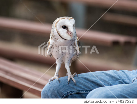 Cute barn owl, Tyto alba, with large eyes and face looks like a heart sitting on a lap of its owner 54027558