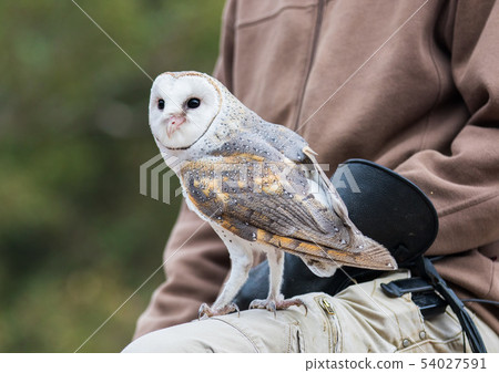 Cute barn owl, Tyto alba, with large eyes and face looks like a heart sitting on a lap of its owner 54027591