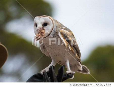 Cute barn owl, Tyto alba, with large eyes sitting on the leather glove caught a mouse and eats her Cute barn owl, Tyto alba, with large eyes sitting on the leather glove caught a mouse and eats her 54027646