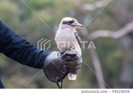 Portrait of a laughing kookaburra ,dacelo novaeguineae, with big beak sitting on the leather trainer Portrait of a laughing kookaburra ,dacelo novaeguineae, with big beak sitting on the leather trainer 54028056
