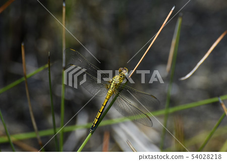 Female Abbott's Skimmer Dragonfly In Grassland 54028218