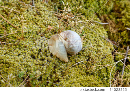 Snail sitting on the moss surface Snail sitting on the moss surface 54028233