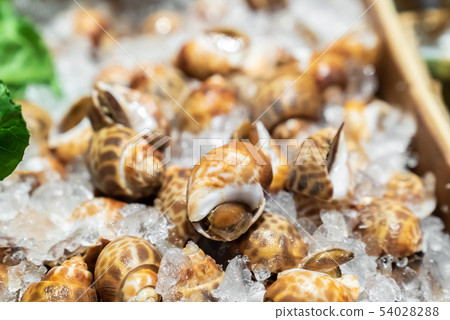 Babylon snails seafood on ice 54028288