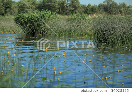 flowers yellow water lily on blue water flowers yellow water lily on blue water 54028335