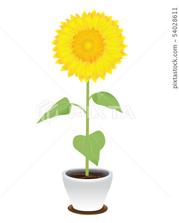 Sunflower vector design 54028611