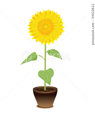 Sunflower vector design 54028612