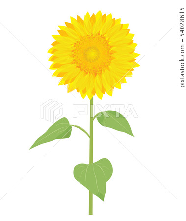 Sunflower vector design 54028615