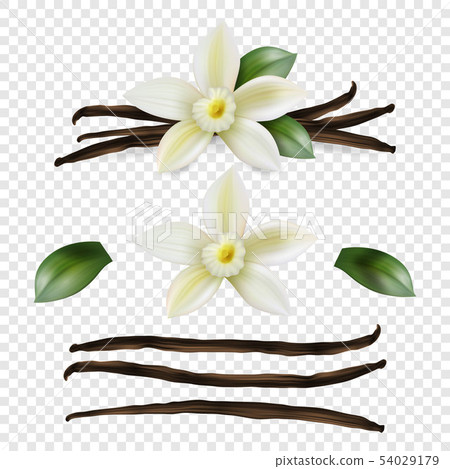 Vector 3d Realistic Sweet Scented Fresh Vanilla Flower with Dried Seed Pods and Leaves Set Closeup 54029179