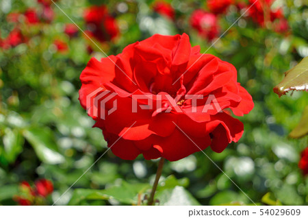 Red rose 54029609
