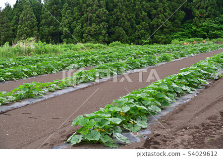 Taking a picture of the pumpkin field where flowers have begun to bloom in Hokkaido Hokuto City in early summer 54029612