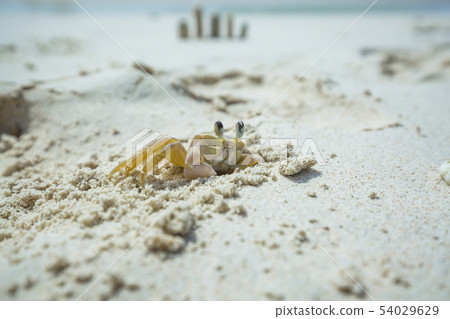 Small white sand crab of Kleine Curacao 54029629