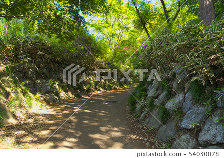 新鮮的綠色Tennzan山行跡 新鮮的綠色Tennzan山行跡 54030078