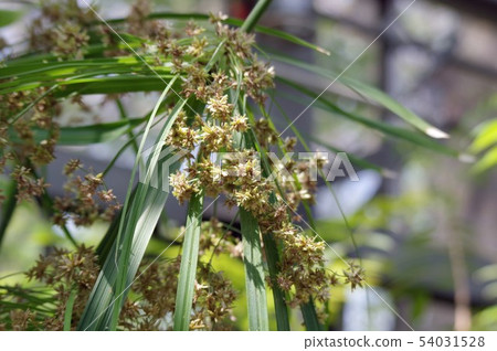 生長在溫室的Oatsabasennenboku 生長在溫室的Oatsabasennenboku 54031528