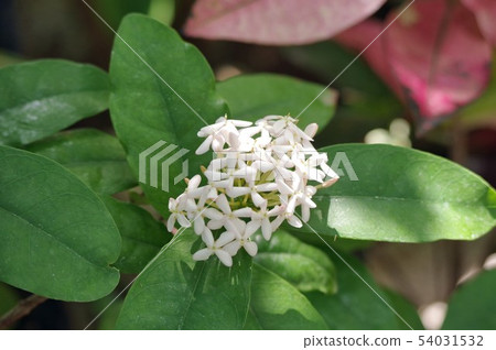 Santanka growing in a greenhouse Santanka growing in a greenhouse 54031532