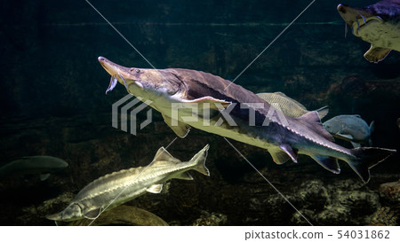 Sturgeons swims underwater Sturgeons swims underwater 54031862