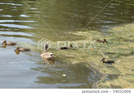 Duck with ducklings. Duck with ducklings. 54032008